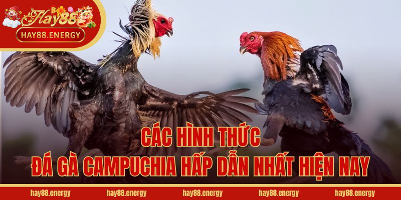 Các hình thức đá gà Campuchia hấp dẫn nhất hiện nay