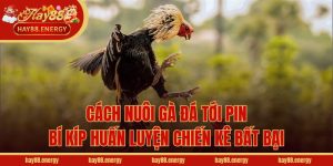 Cách Nuôi Gà Đá Tới Pin - Bí Kíp Huấn Luyện Chiến Kê Bất Bại