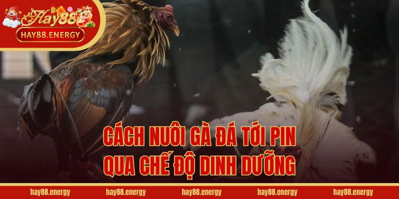 Cách nuôi gà đá tới pin qua chế độ dinh dưỡng