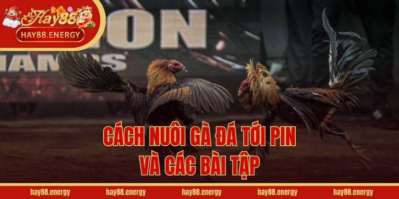 Cách nuôi gà đá tới pin và các bài tập