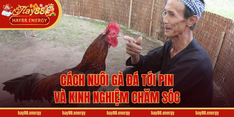 Cách nuôi gà đá tới pin và kinh nghiệm chăm sóc