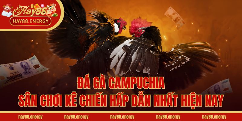 Đá Gà Campuchia - Sân Chơi Kê Chiến Hấp Dẫn Nhất Hiện Nay