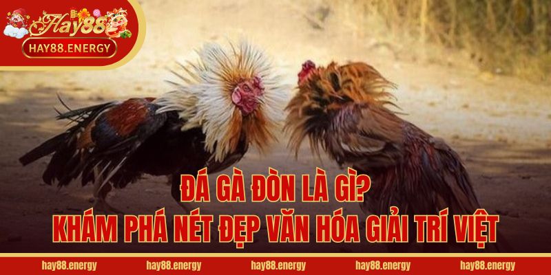 Đá Gà Đòn Là Gì? Khám Phá Nét Đẹp Văn Hóa Giải Trí Việt