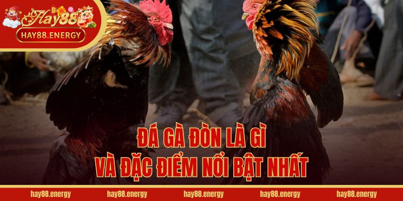 Đá gà đòn là gì và đặc điểm nổi bật nhất