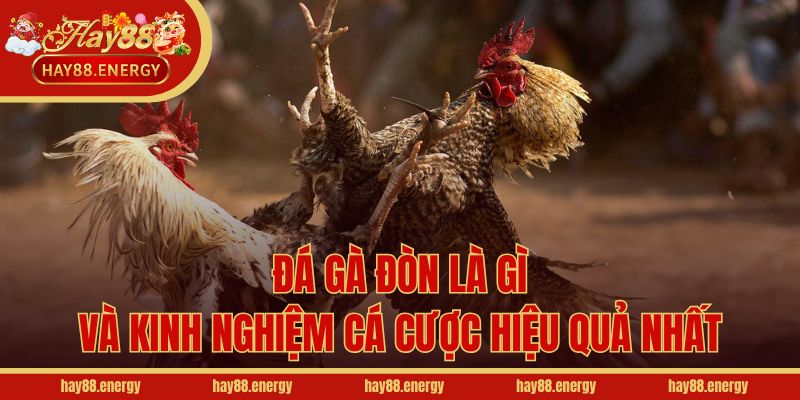Đá gà đòn là gì và kinh nghiệm cá cược hiệu quả nhất