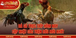 Đá Gà Trực Tiếp Hôm Nay - Cập Nhật Các Trận Đấu Mới Nhất