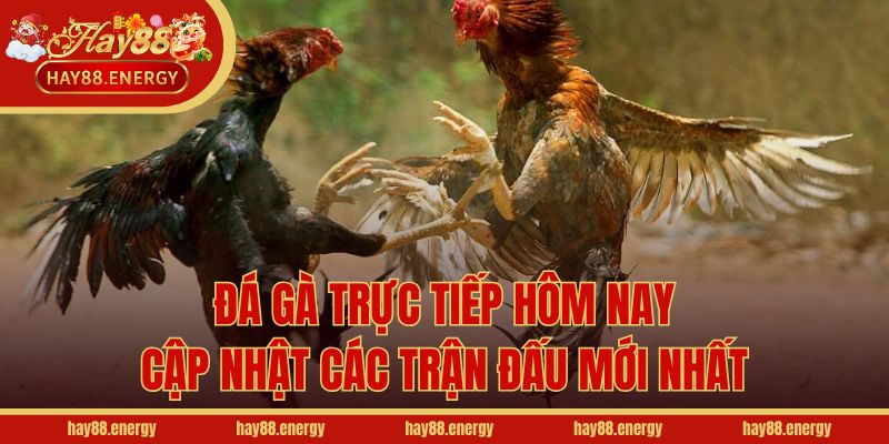 Đá Gà Trực Tiếp Hôm Nay - Cập Nhật Các Trận Đấu Mới Nhất