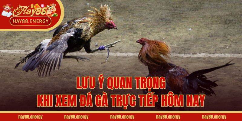 Lưu ý quan trọng khi xem đá gà trực tiếp hôm nay