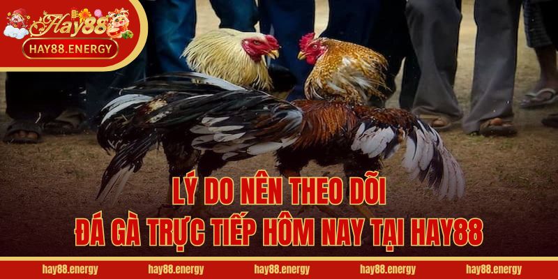 Lý do nên theo dõi đá gà trực tiếp hôm nay tại Hay88