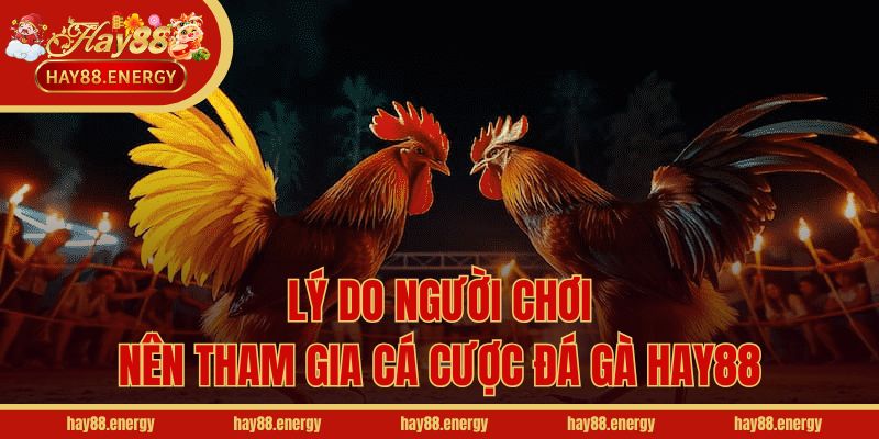 Lý do người chơi nên tham gia cá cược đá gà Hay88