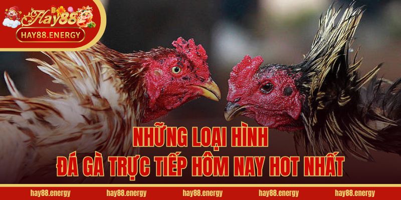 Những loại hình đá gà trực tiếp hôm nay hot nhất