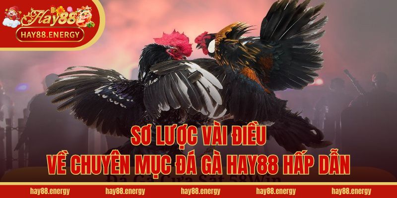 Sơ lược vài điều về chuyên mục đá gà Hay88 hấp dẫn