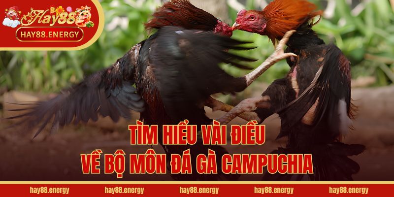 Tìm hiểu vài điều về bộ môn đá gà Campuchia