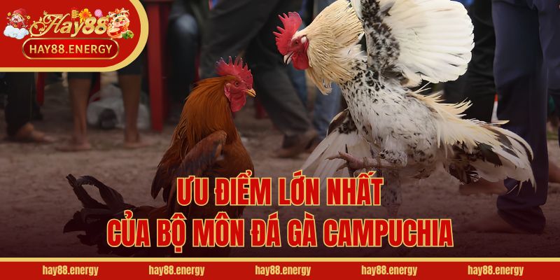 Ưu điểm lớn nhất của bộ môn đá gà Campuchia